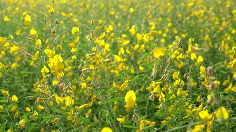 Sunhemp or Crotalaria juncea,yellow flower field blooming on evening sun Video stock 241215501