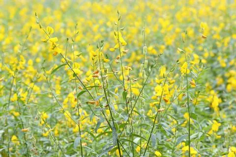 Sunhemp Stock Photos