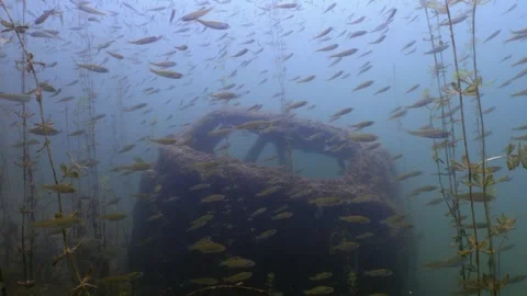 Sunken Car Wreck surrounded by schooling fishes, underwater shot Stock Footage 305865846