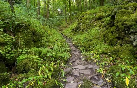 Sunken footpath between moss covered rocks through a Derbyshire woodland. Foto stock