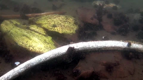 Sunken Log Rests on Sandy Riverbed Floor in Daytime 스톡 동영상 321062650