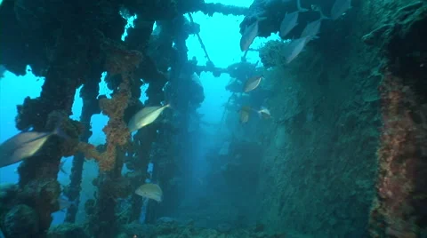 Sunken shipwreck diving in Maldives Video stock 40083286