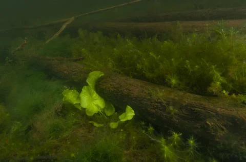 Sunken timber Stock Photos