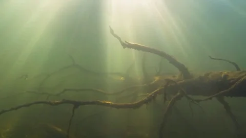 Sunken tree branches with dramatic sunrays Stock Footage 83202109