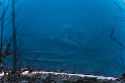 Sunken tree branches visible through clear blue water of moraine lake Stock Photos