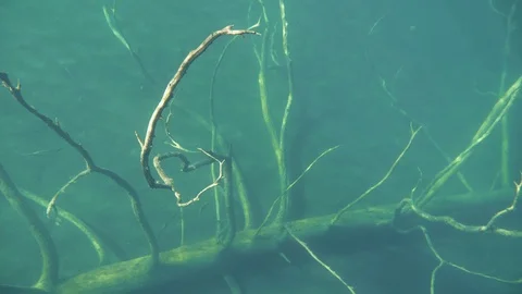 Sunken tree in lake bottom with branches reaching upwards Stock-Footage 120803234