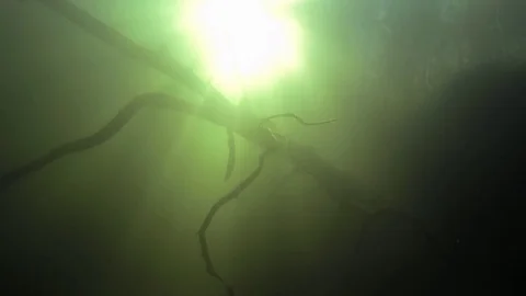 Sunken tree with sunbeams flashing in the background. Stock Footage 83259510