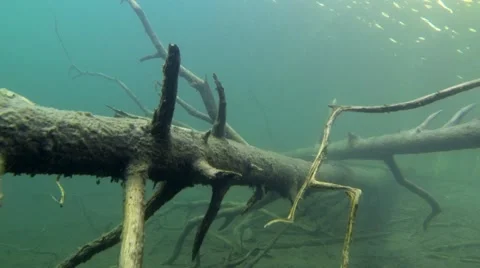 Sunken tree trunks on the bottom of a clear-watered lake Stock Footage 55803298