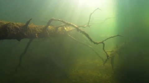 Sunken tree underwater shot with sunrays backlight Video stock 83203303
