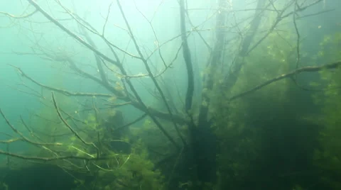 Sunken tree underwater video 스톡 동영상 24902624