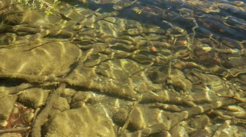Sunken trees in the bottom of a lake with waving water Stock Footage 54515337
