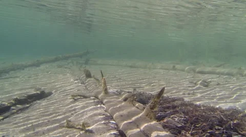 Sunken trees in shallow water with sand bottom Stock Footage 55213645