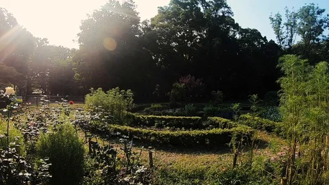 Sunkissed flowers, hedges and gardens in Shibuya's Yoyogi Park, Tokyo. 100fps. Stock Footage