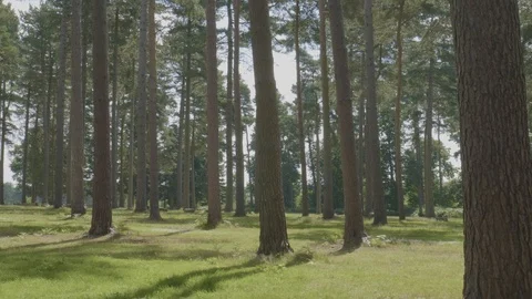 Sunkissed forest floor Stock Footage 112969251