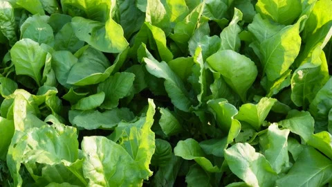 Sunkissed Lush Spinach Thriving Stock Footage 326157652