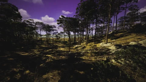 Sunkissed pine forest ground featuring shadows and intricate root patterns Stock Footage 341590060