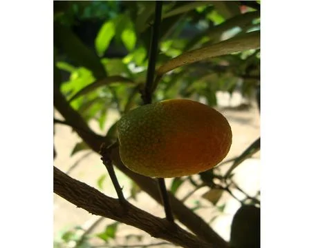 Sunkit lemon Stock Photos