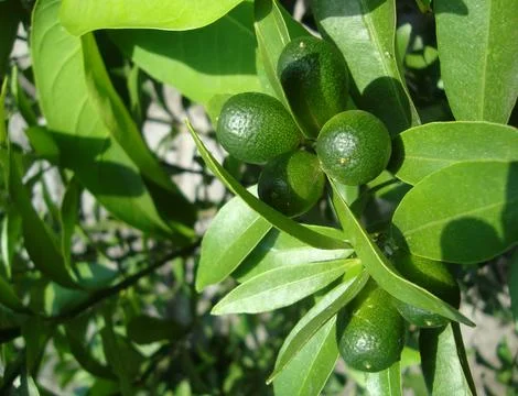 Sunkit lemon Stock Photos