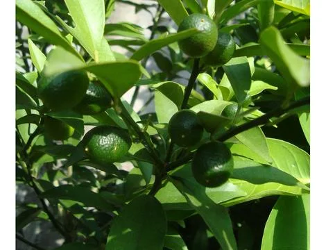 Sunkit lemon Stock Photos