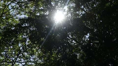 Sunlight (1) Stock Footage 338430060