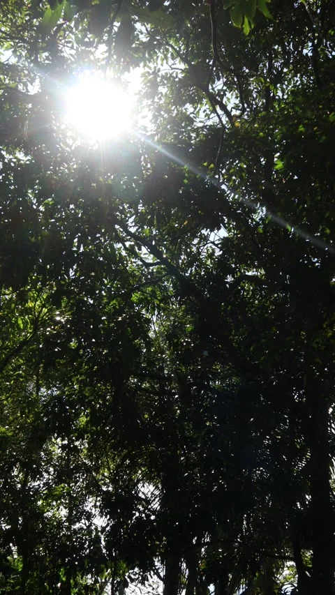 Sunlight (2) Stock Footage 338430090