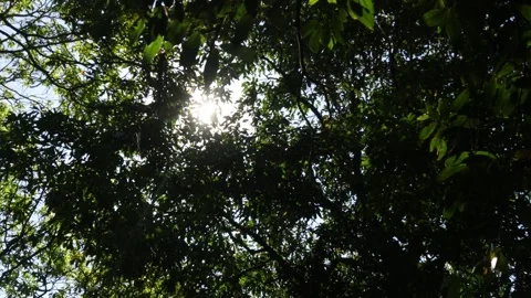 Sunlight (3) Stock Footage 338430075