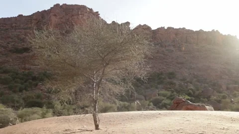 Sunlight against the desert trees Stockbeeldmateriaal 152311967