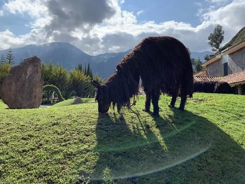 Sunlight alpaca Foto stock