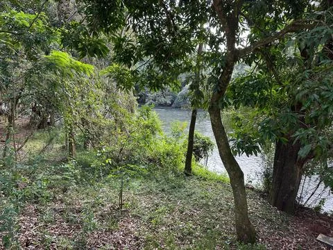 Sunlight in the Amazon Rainforest Stock Photos