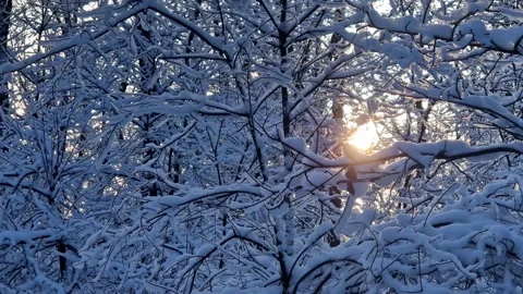 Sunlight among the branches of trees covered with snow Stock Footage 327039431