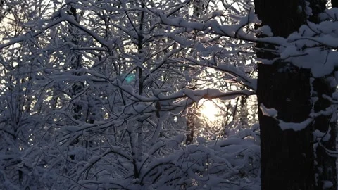 Sunlight among the branches of trees covered with snow Stock Footage 327039432