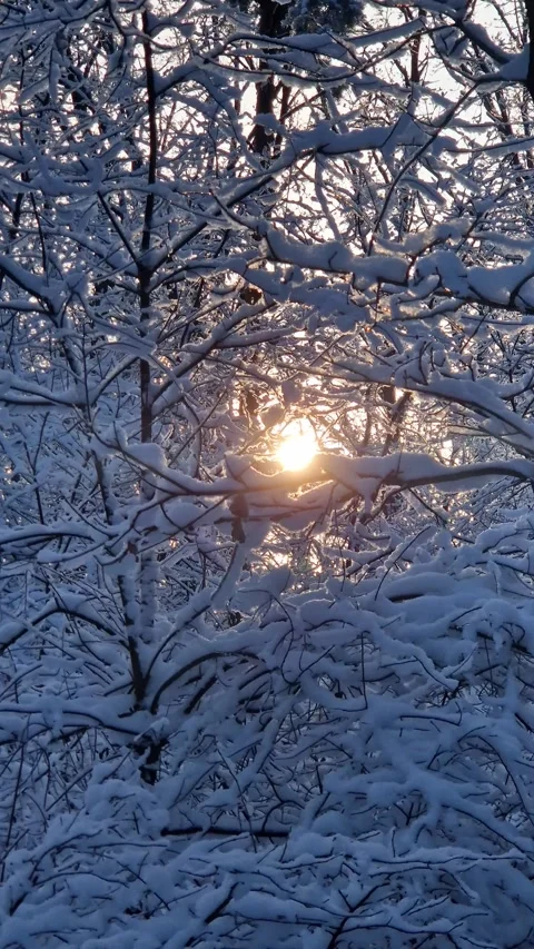 Sunlight among the branches of trees covered with snow Stock Footage 327039452