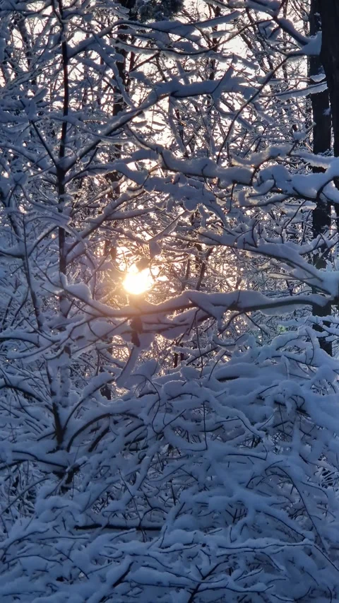 Sunlight among the branches of trees covered with snow Stock Footage 327039453