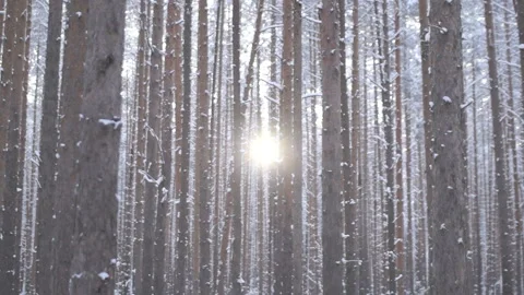 Sunlight among the pines in the winter forest Video stock 86389714