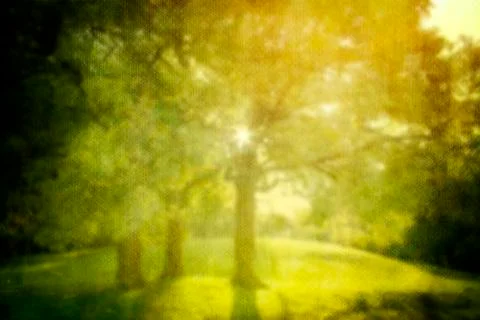 Sunlight among the trees, abstract background Stock Photos