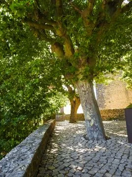 Sunlight on ancient tree Stock Photos