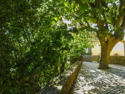 Sunlight on ancient tree Stock Photos