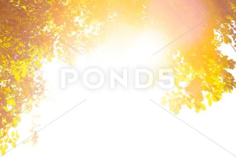 Sunlight and autumn forest Stock Photos