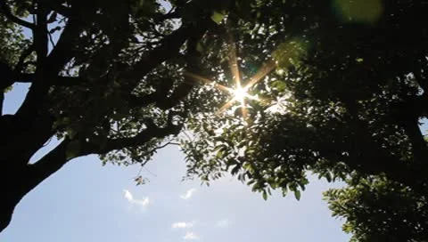 Sunlight and blue sky Stock Footage 8908728