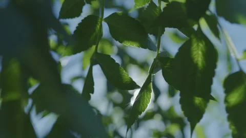 Sunlight and Dappled Shadows Vidéo 332833544