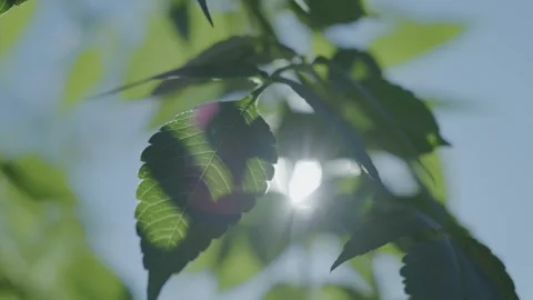 Sunlight and Dappled Shadows 스톡 동영상 332833559