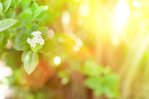 Sunlight and flowers in spring Stock Photos