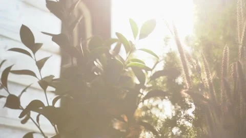 Sunlight and Grass flower blowing in the wind. Stock Footage 148725197
