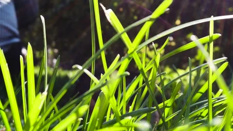 Sunlight and grass Stock Footage