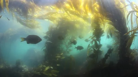 Sunlight and Kelp Vidéo 52183162