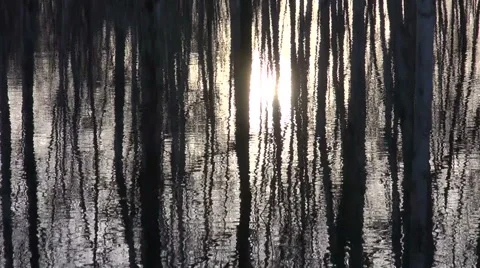 Sunlight and lake water with tree reflections abstract background Stock-Footage 44431754