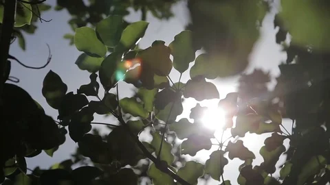 Sunlight and Leaves Close Up Stock Footage 93782822