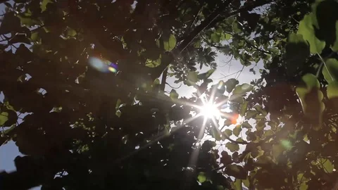 Sunlight and Leaves Stock Footage 93782825
