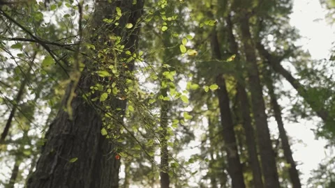 Sunlight and Leaves in Forest Vídeo Stock 164935670