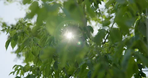 Sunlight and lens flare shining through green tree leaves, 8K Stock Footage 339240952